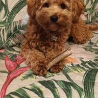 Maltipoo Maschio