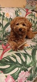 Maltipoo Maschio