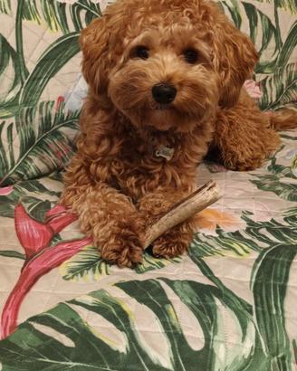 Maltipoo Maschio