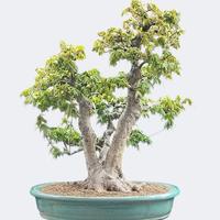 Bonsai acero tridente