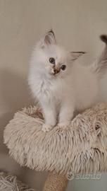 Ragdoll con Pedigree