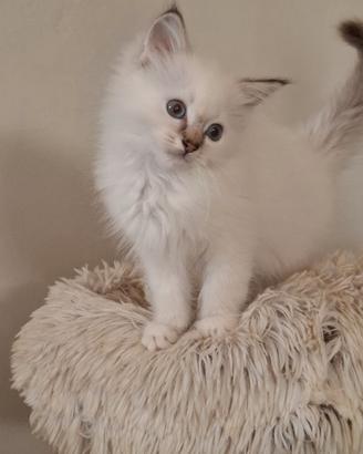 Ragdoll con Pedigree