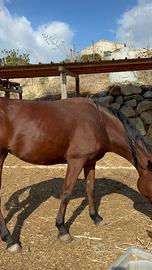 Cavalla