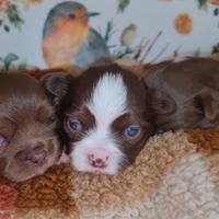 Chihuahua pelo lungo