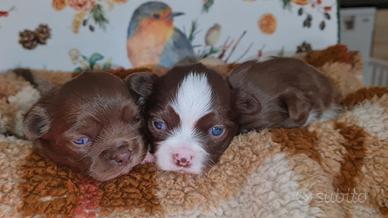 Chihuahua pelo lungo