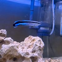 Pesci Labroides dimidiatus Marino Tropicale