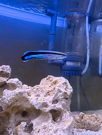 Pesci Labroides dimidiatus Marino Tropicale