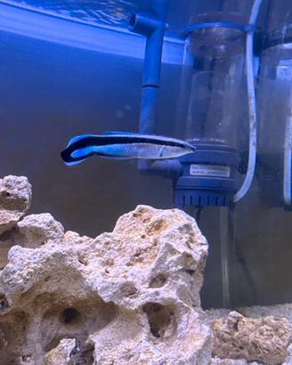 Pesci Labroides dimidiatus Marino Tropicale