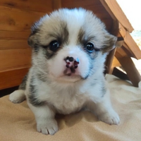 Welsh corgi Pembroke pedigree Enci