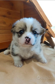 Welsh corgi Pembroke pedigree Enci