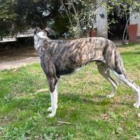 Levriero whippet maschio per accoppiamento