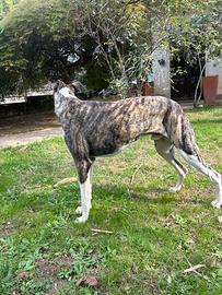 Levriero whippet maschio per accoppiamento