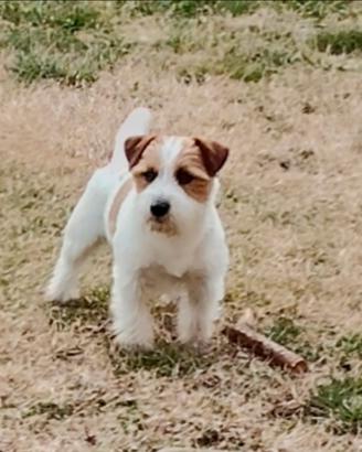 Jack russell terrier per accoppiamento