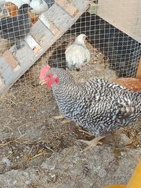 Galletti Marans, Plymouth Rock, Auracana