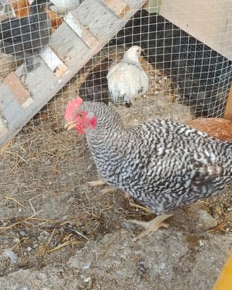 Galletti Marans, Plymouth Rock, Auracana