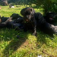 Cuccioli di cane corso