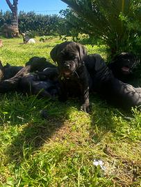 Cuccioli di cane corso