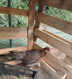 Galline