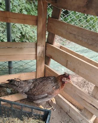 Galline