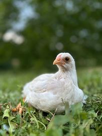 Gallina Araucana