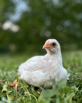 Gallina Araucana