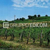 Terreno, Borgoratto Mormorolo.