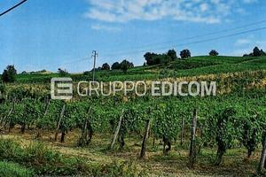 Terreno, Borgoratto Mormorolo.