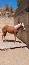 Paint horse
