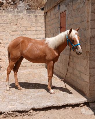 Paint horse