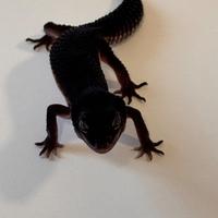 Geco Leopardino maschio Black Night NKH