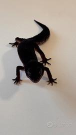 Geco Leopardino maschio Black Night NKH