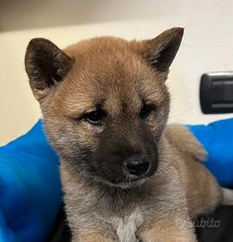 Shiba inu VISIBILI cuccioli di 2 mesi