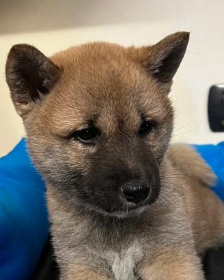 Shiba inu VISIBILI cuccioli di 2 mesi