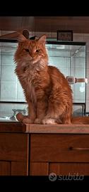 Maine coon femmina