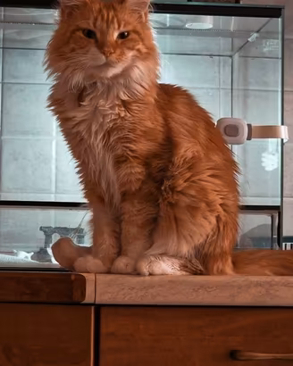 Maine coon femmina