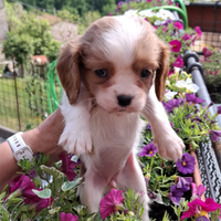 Cavalier king cuccioli