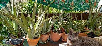 aloe e piante grasse