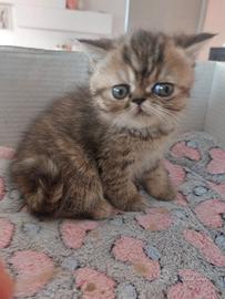 Gattina Persiana Esotica