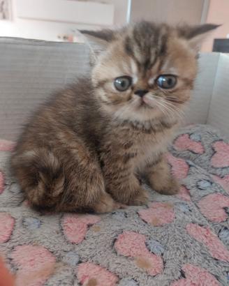 Gattina Persiana Esotica