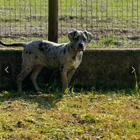 Cane corso