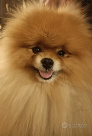 Spitz Pomerania maschio per accoppiamento