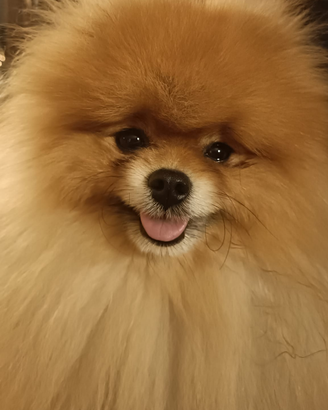 Spitz Pomerania maschio per accoppiamento