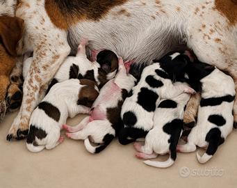 Cuccioli jack russel