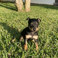 Pinscher nano