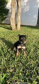 Pinscher nano