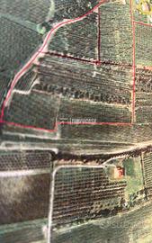 Ampio Terreno Agricolo