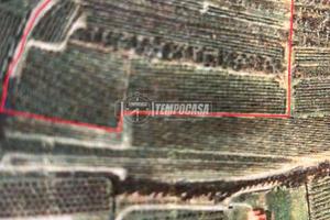 Ampio Terreno Agricolo