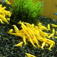 Ampullarie e caridine e altro