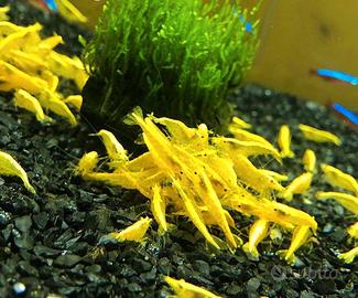 Ampullarie e caridine e altro