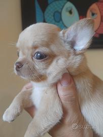 Chihuahua maschietto pelo corto Pedigree Enci